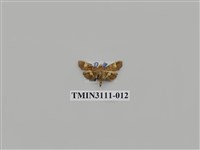 藏品(螟蛾204)的圖片